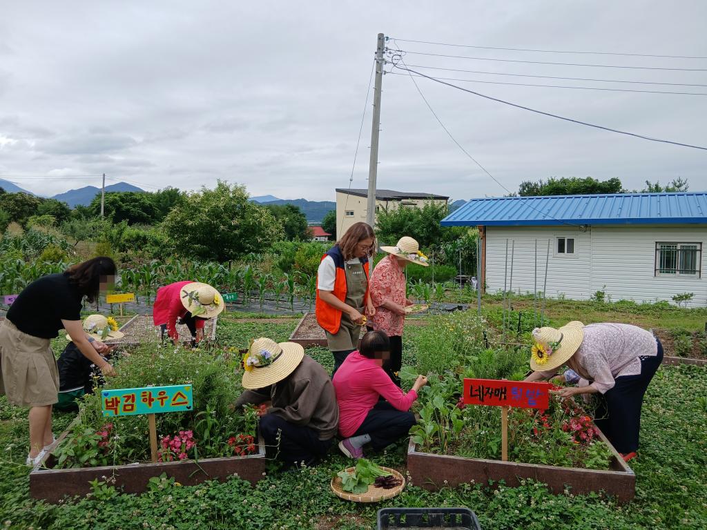 20250625_채소 수확 및 꽃잎채취.jpg