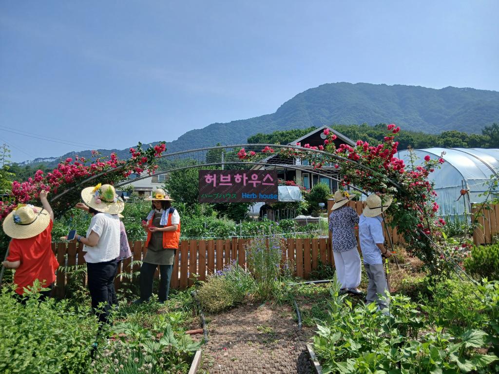 20250619_장미 꽃잎 채취.jpg