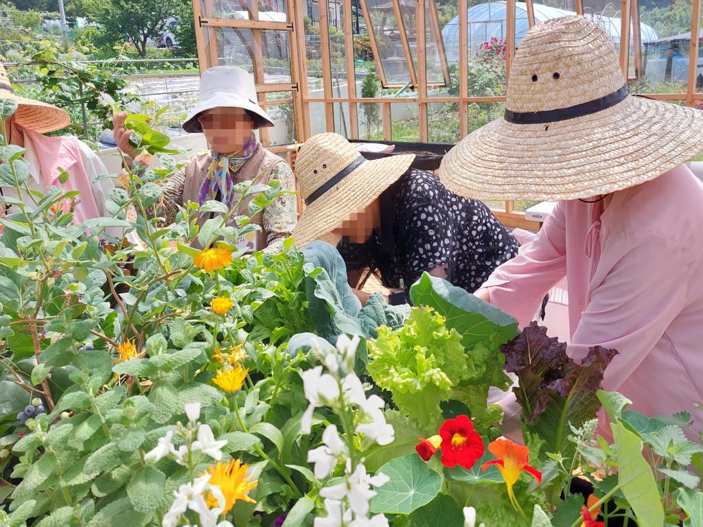 20240522_A집단허브 꽃 채소 수확.jpg