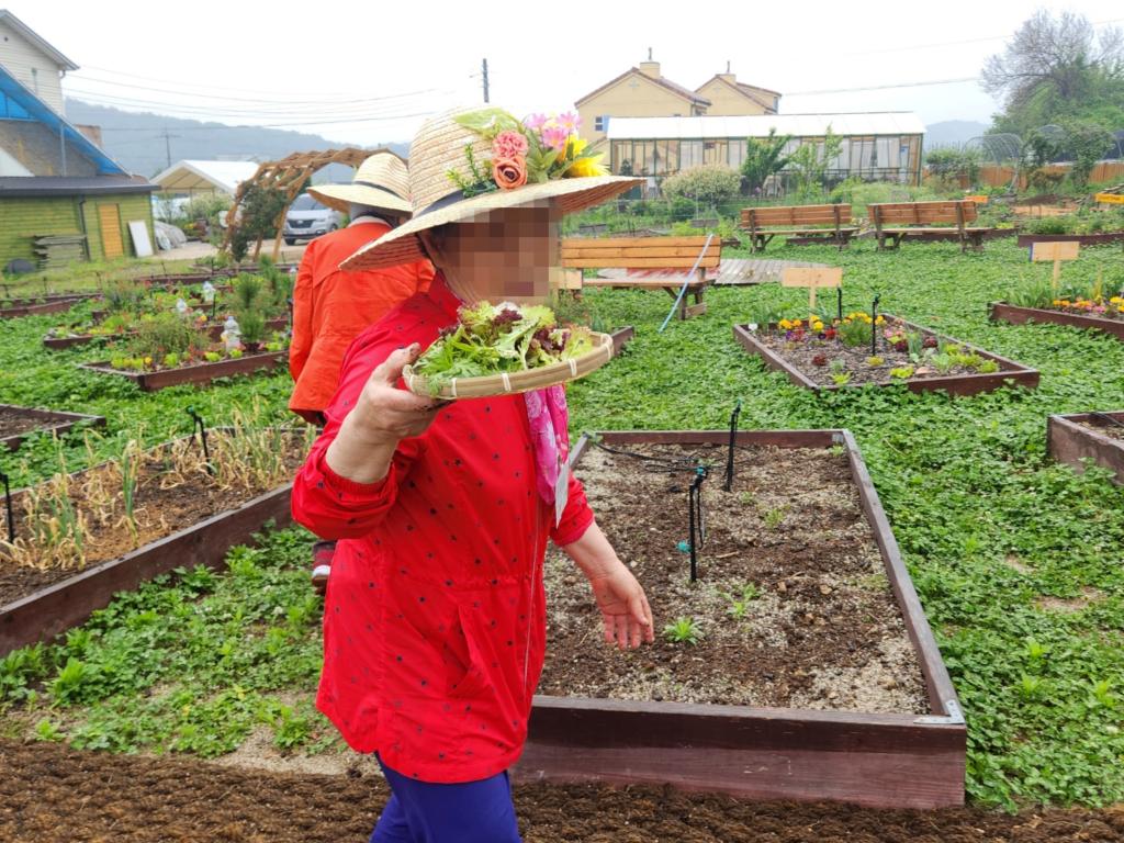 20250515_잎채소 수확.jpg
