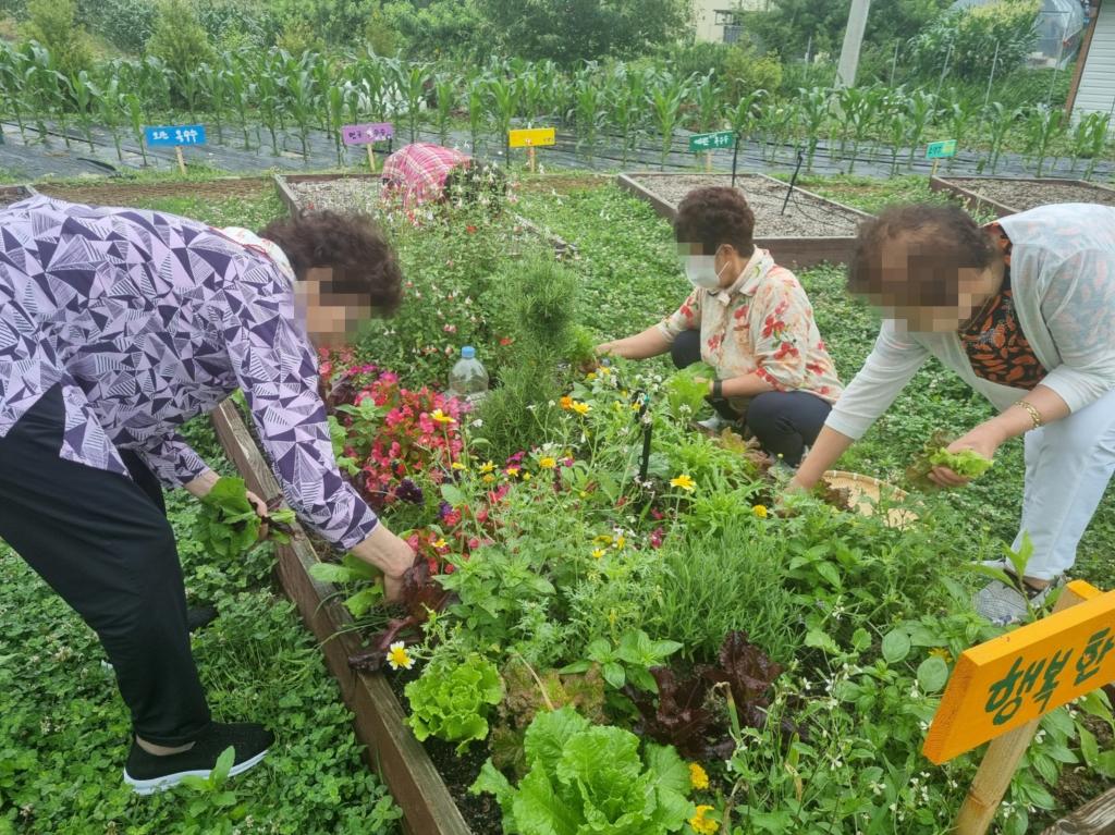 20250626_수확.jpg