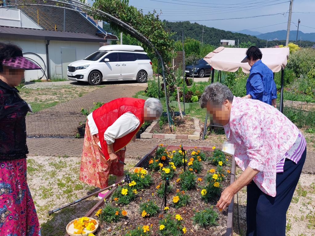 20240612_A집단 메리골드 수확.jpg