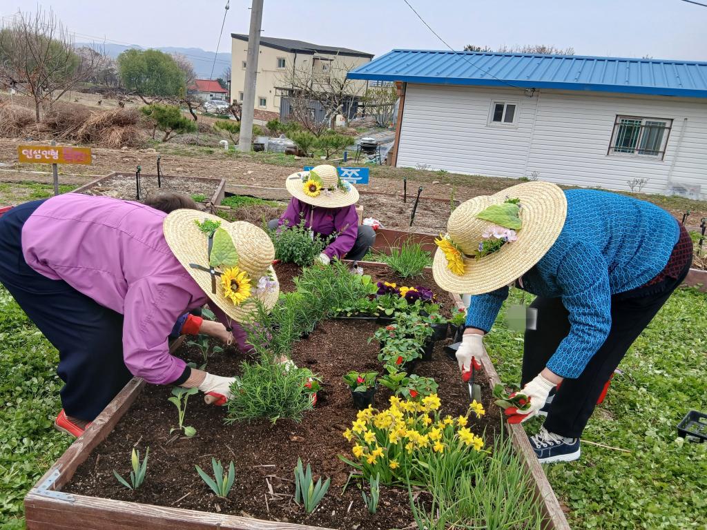 20250416_모종 옮겨심기.jpg
