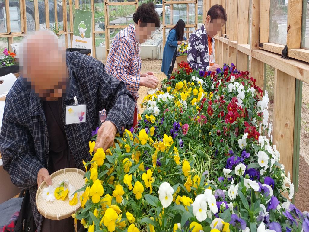 20240425_꽃청 허브꽃잎 따기.jpg