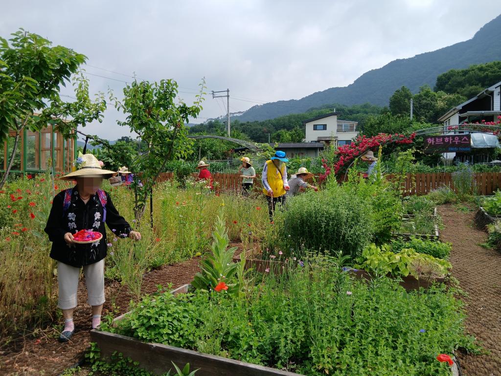 20250617_장미꽃 채취.jpg