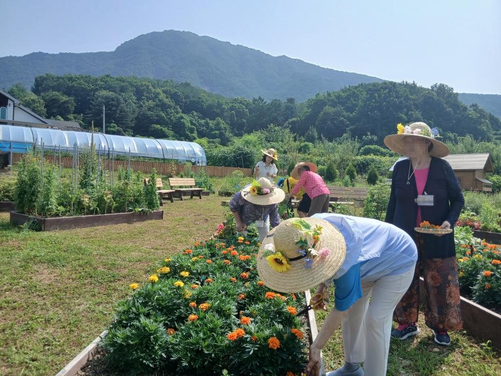 20250708_메리골드 수확 및 허브 채취.jpg