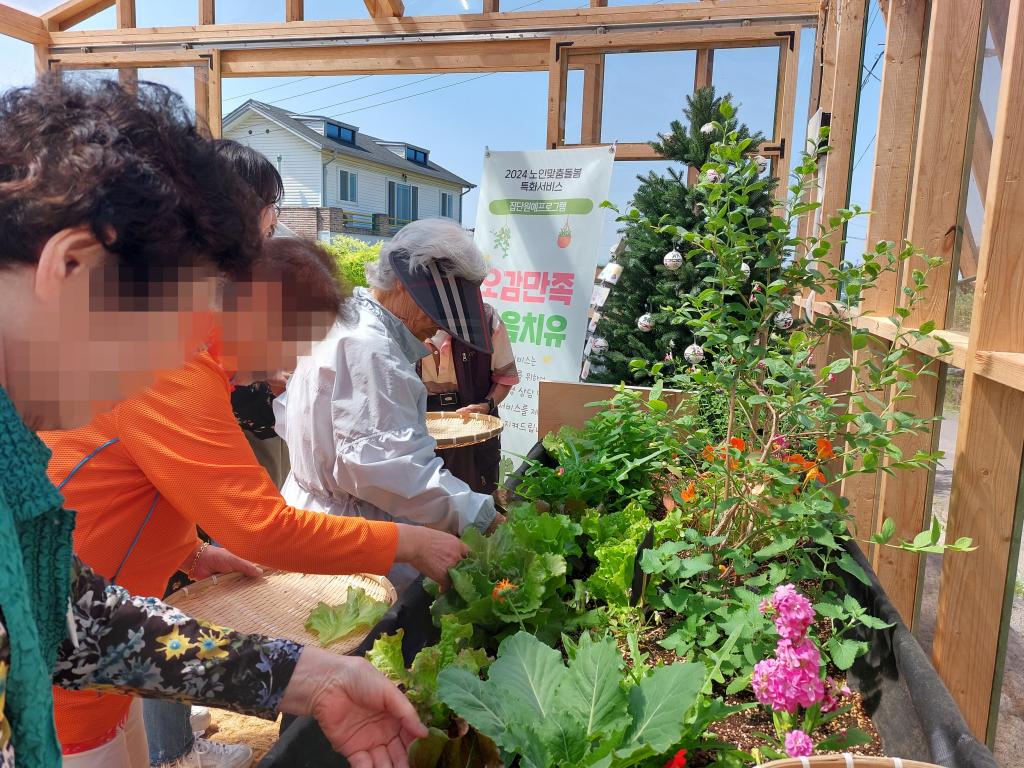 20240523_C집단 허브, 꽃, 채소 수확_.jpg