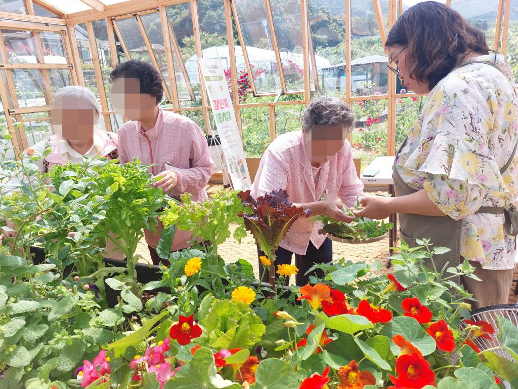 20240529_A집단 캣잎,애플민트, 세이지,페파민트 채취1.jpg