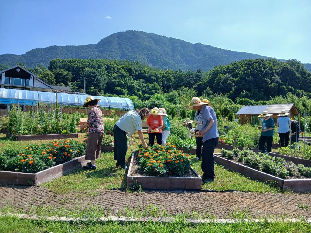20250709_메리골드 수확 및 허브 채취.jpg